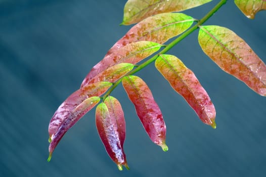 Raindrops on the freshly grown twig of a tree during the start of monsoons in India.                               