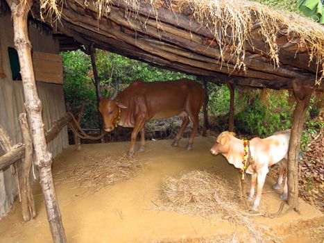 A cow with her calf in a cowshed in a traditional Indian village                               