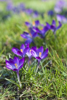 Crocus (Crocus L.) Saffron in the spring