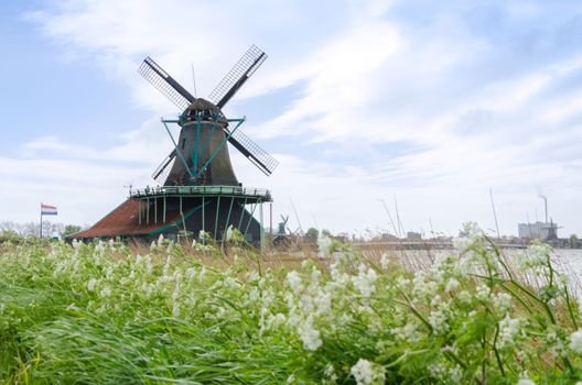 Wind mills with flower in Zaanse Schans, The Netherlands.