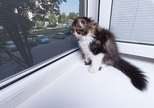 Persian kitten of dark coloring sits about a window