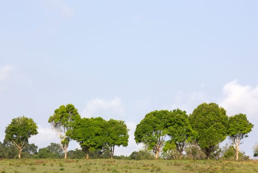 Row of green trees and blue sky