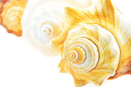 Nature skeleton shell, isolated on white background, closeup profile