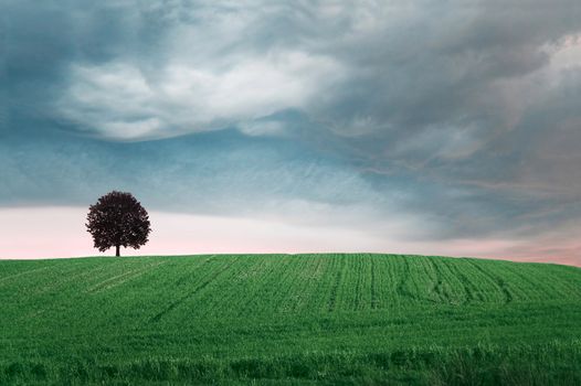 Storm clouds over field with green grass and tree.