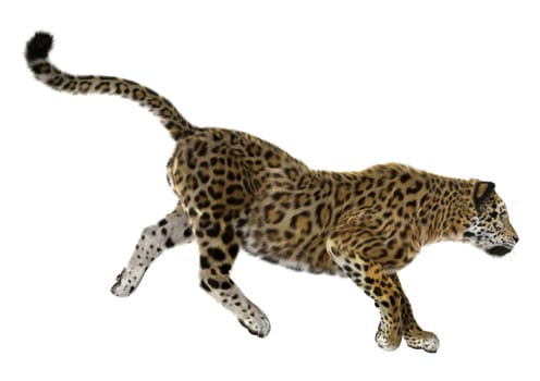 3D digital render of a big cat jaguar isolated on white background