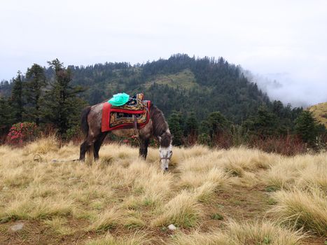 the horse is eating grass on a field in Poonhill, Nepal