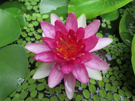closed up the pink lotus in a garden