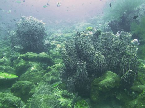 closed up the coral in north Andaman, Thailand