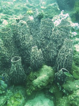 closed up the coral in north Andaman, Thailand