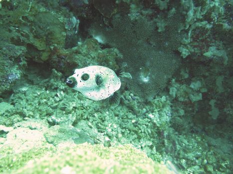 closed up the blackspooted puffer in north andaman, Thailand