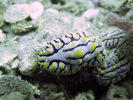 closed up the nudy branch in north Andaman, Thailand