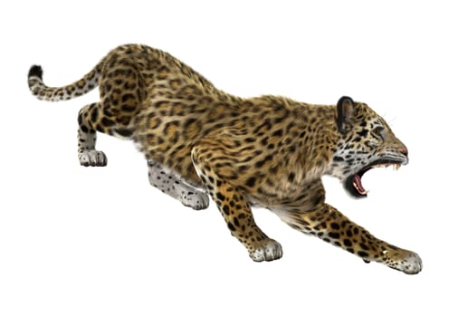 3D digital render of a big cat jaguar hunting isolated on white background