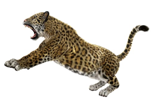 3D digital render of a big cat jaguar hunting isolated on white background