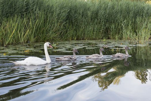 mother swan and young birds swimming in the water