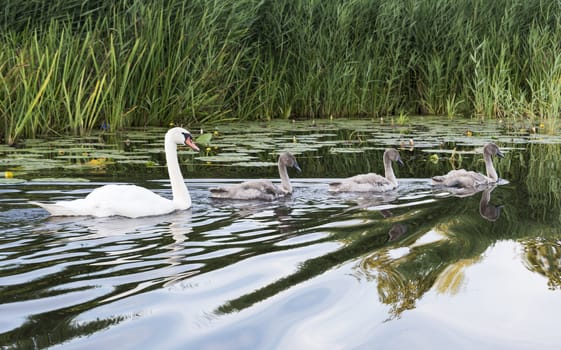 mother swan and young birds swimming in the water