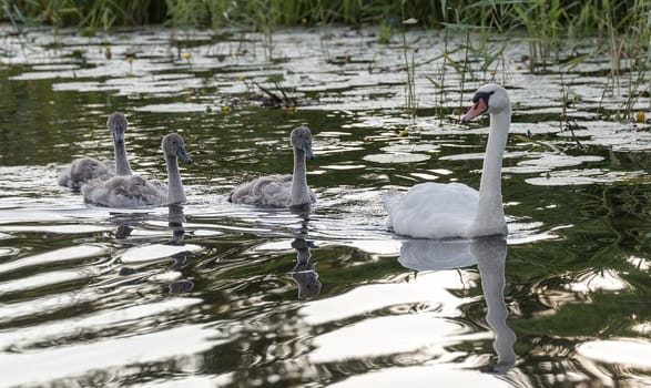 mother swan and young birds swimming in the water