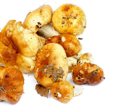 Heap of Ripe Raw Peppery Bolete with Nature Dirties and Dry Leaf isolated on white background