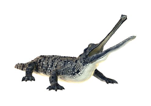 3D digital render of a gharial or Gavialis gangeticus, or gavial, or fish-eating crocodile isolated on white background