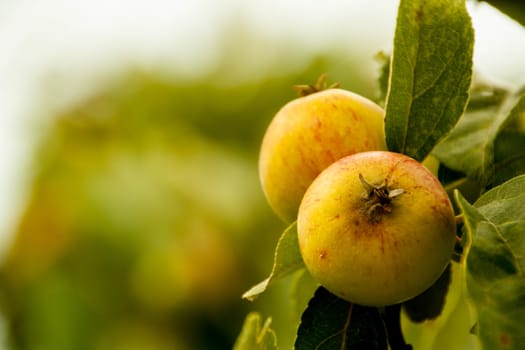 apples on a branch ready to be harvested, outdoors, selective focus