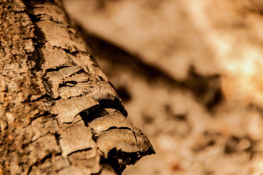 Burnt wooden log on a natural background with selective focus