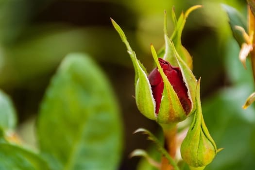 Red Rose on the Branch in a Garden