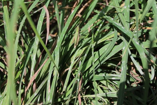 Grasshopper hiding in the green grass.