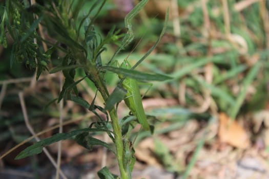 Grasshopper hiding in the green grass.