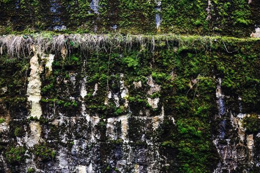 Texture of old stone wall covered green moss
