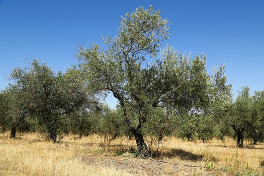 Classical rural landscape with olive trees garden