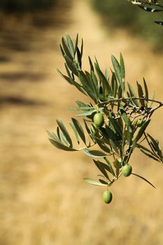 Classical rural landscape with olive trees garden