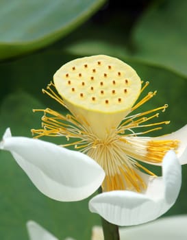 Vietnamese flower, pure white lotus flower, symbol of Vietnam at Mekong Delta, closeup of beautiful bloossom, flower bud ob green background