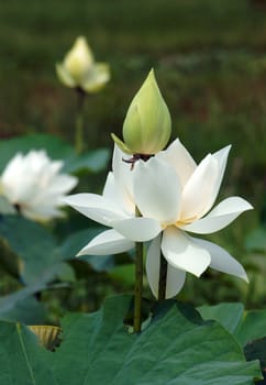 Vietnamese flower, pure white lotus flower, symbol of Vietnam at Mekong Delta, closeup of beautiful bloossom, flower bud ob green background