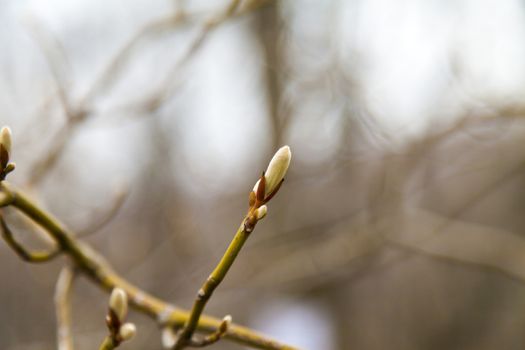 Young leaves on trees appear from kidneys in the spring