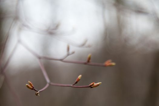 Young leaves on trees appear from kidneys in the spring