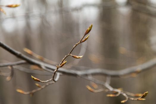 Young leaves on trees appear from kidneys in the spring