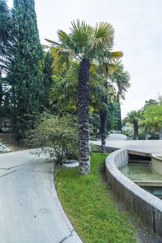 Palm trees grow in park on pleasure to people at the southern sea