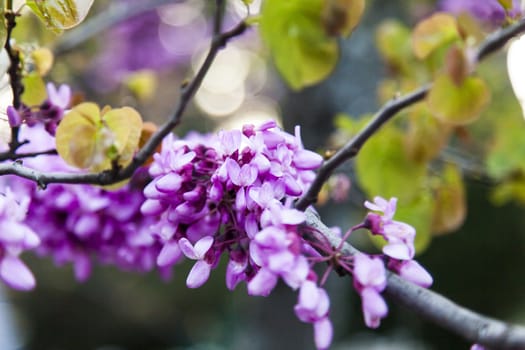 Spring flowers in green park early in the morning