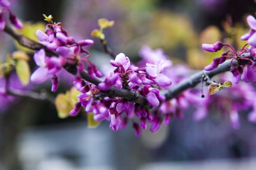 Spring flowers in green park early in the morning