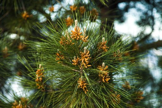 The southern pine started raising the small cones in the spring