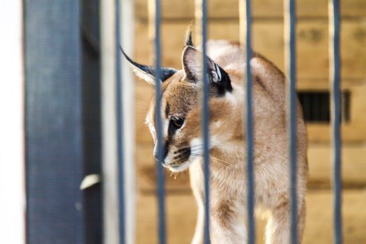 The wild cat in a cage waits for the careless victim