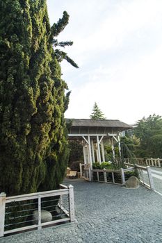 Palm trees grow in park on pleasure to people at the southern sea