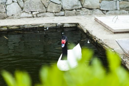 Swans in a pond float and look for a forage