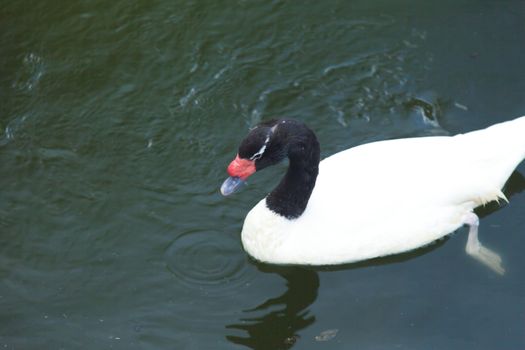 Swans in a pond float and look for a forage