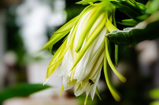 Blossom white flower of dragon fruit - hylocereus cactaceae