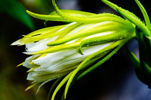 Dragon fruit flowers blooming  - hylocereus cactaceae