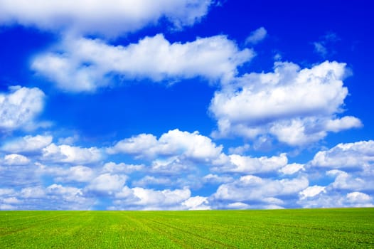 Green field and blue sky conceptual image. Picture of green field and sky in summer.