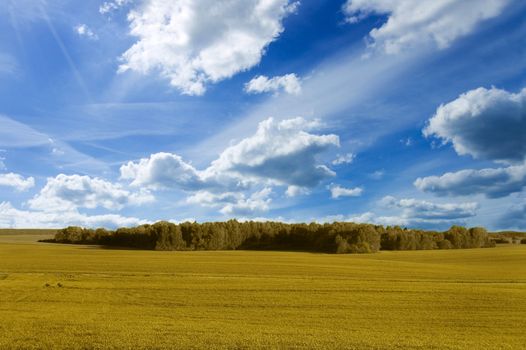 Field conceptual image. Field in fall.