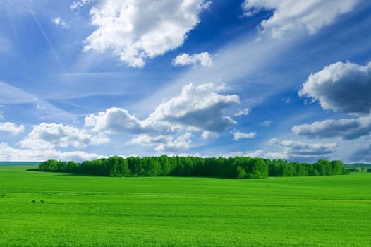 Field and forest conceptual image. Picture of green field and forest with blue sky in summer.