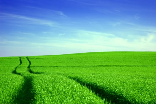 Green field and blue sky conceptual image. Picture of green field and sky in summer.