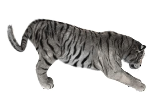 3D digital render of a white tiger isolated on white background